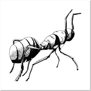 Ant Bug Sketch Posters and Art